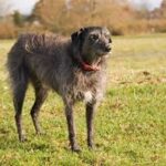 Lurcher