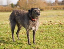 Dos Lurchers jugando