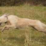 Lurcher