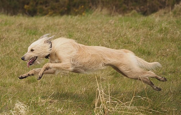 Entrenamiento de Lurcher