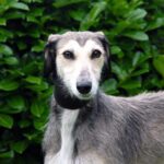 Lurcher