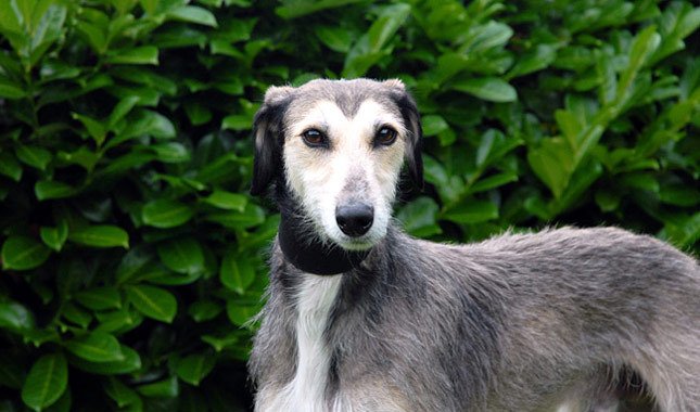 Lurcher corriendo
