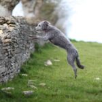 Lurcher
