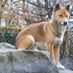 Новогвинейская поющая собака