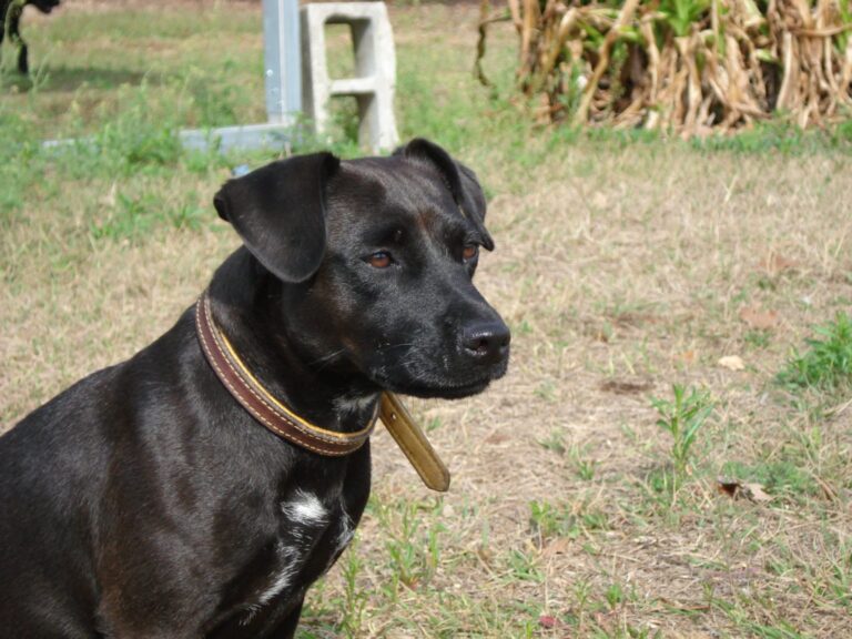 Patterdale Terrier