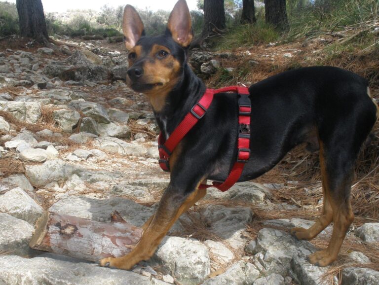 Perro Ratero Mallorquín (Ca Rater Mallorquí)