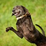 Plott Hound