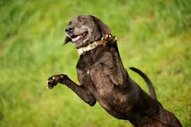 Galerie Plott Hound