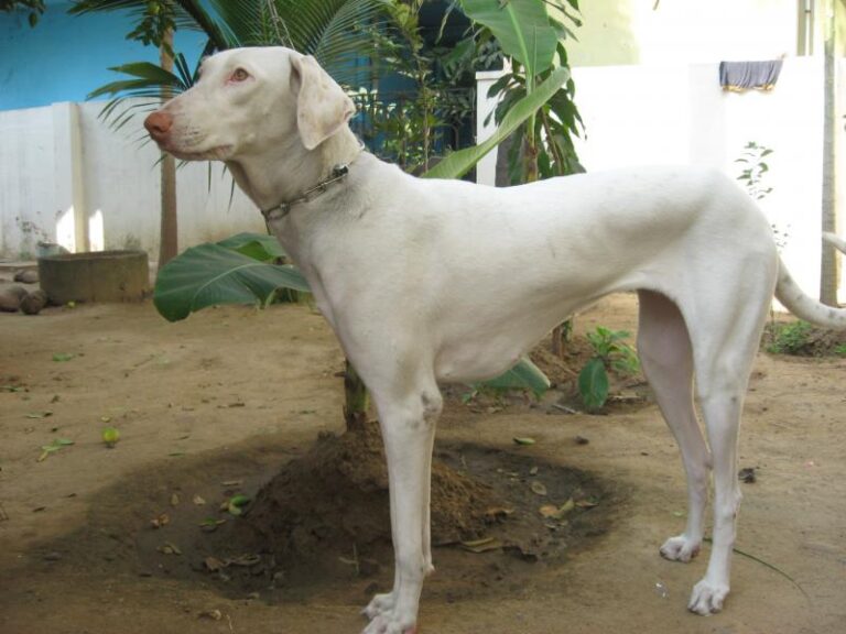Poligar Hound (Rajapalayam Dog)