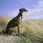 Spanish Galgo
