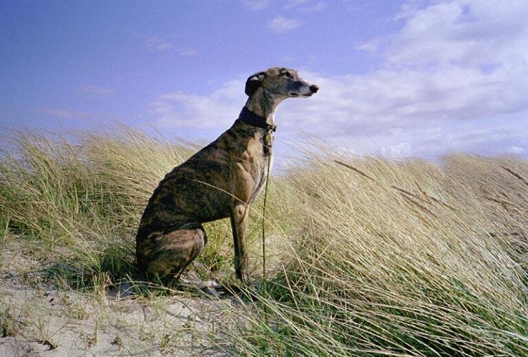 Spanish Galgo