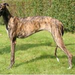 Spanish Galgo
