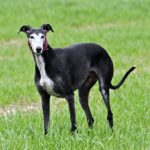 Spanish Galgo