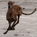 Spanish Galgo