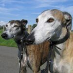 Spanish Galgo