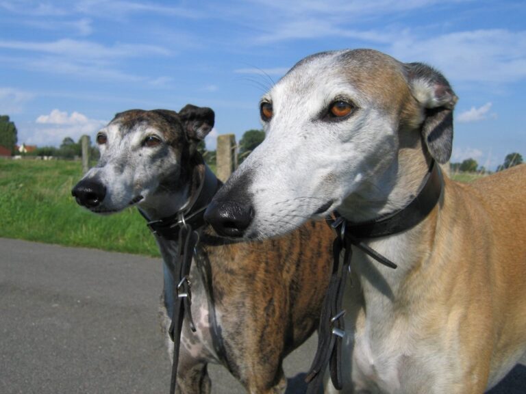 Spanish Galgo