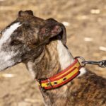 Spanish Galgo