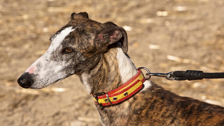 Spanish Galgo