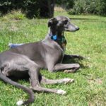 Spanish Galgo