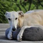 Spanish Galgo