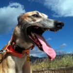 Spanish Galgo