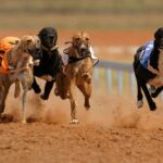Spanish Galgo