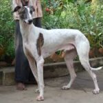 Rampur Greyhound