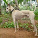 Rampur Greyhound