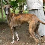 Rampur Greyhound