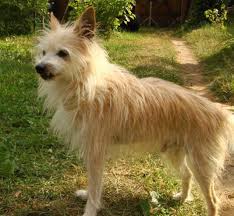 Soins du chien