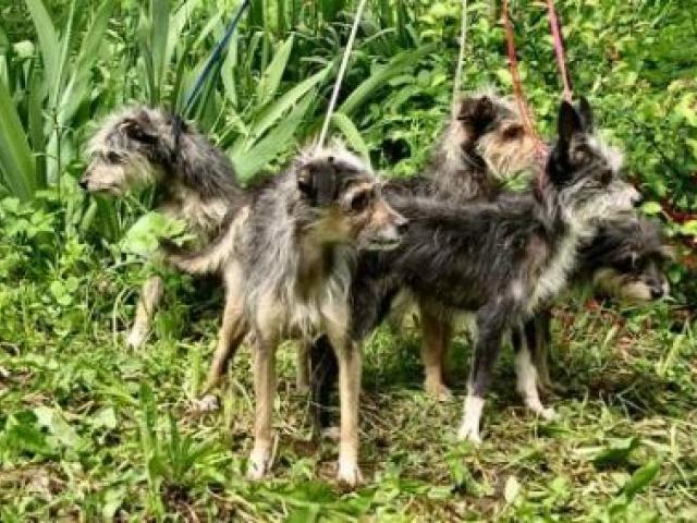 Dressage de chien