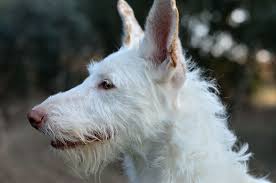 Pack of Podenco Campanero dogs