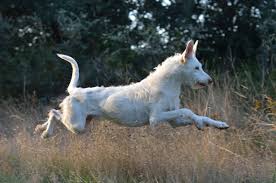 Podenco Campanero outdoors