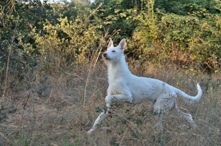 Podenco Campanero
