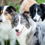 Gaucho-Schäferhund