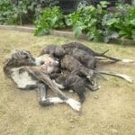 Gaucho-Schäferhund