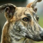 Lurcher