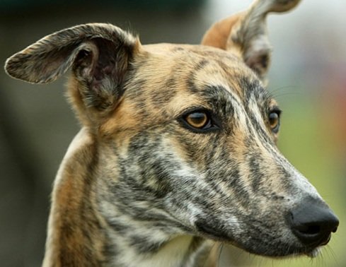 Perfil de Lurcher