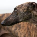 Spanish Galgo