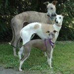 Rampur Greyhound