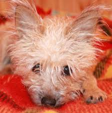Nourriture pour chien