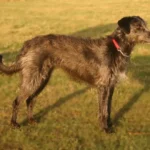 Lurcher
