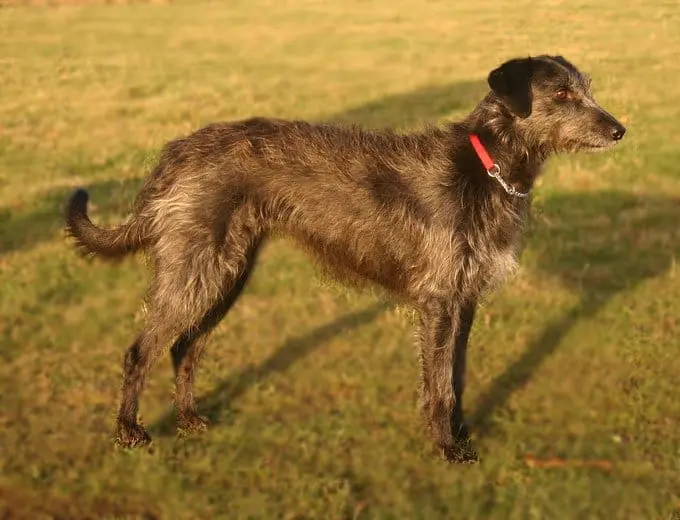 Perro Lurcher de pie en el campo