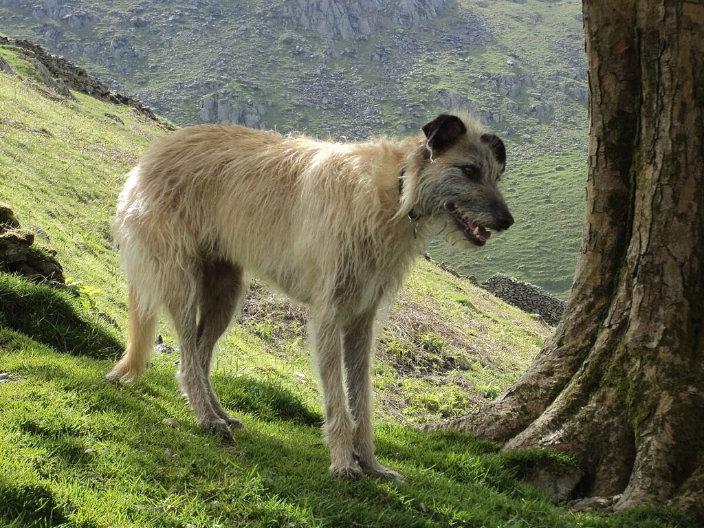 Lurcher en la montaña