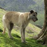 Lurcher