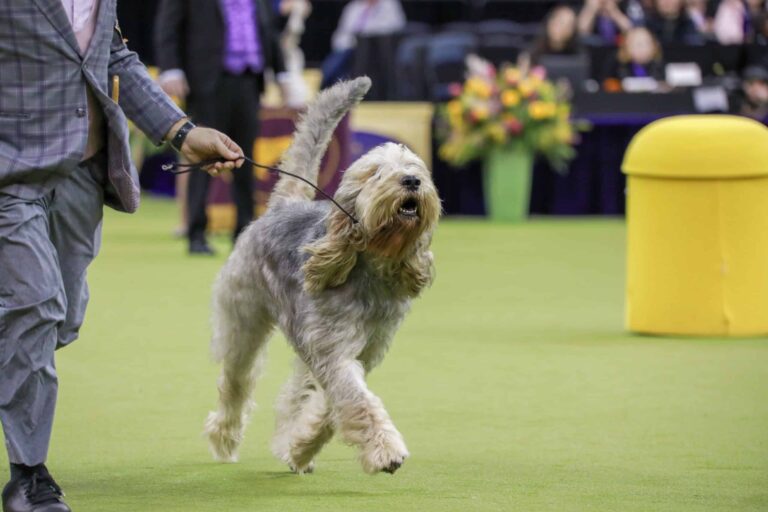 Otterhound