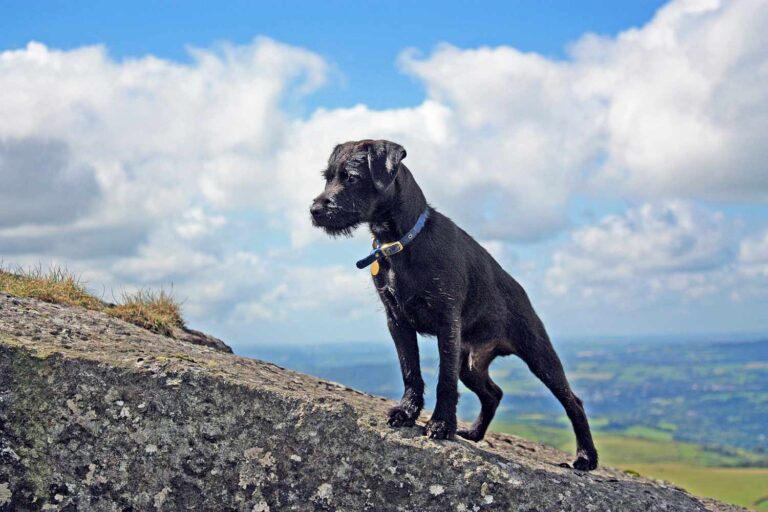 Patterdale Terrier