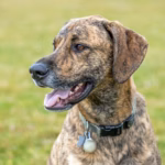 Plott Hound