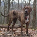 Plott Hound