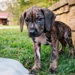 Plott Hound